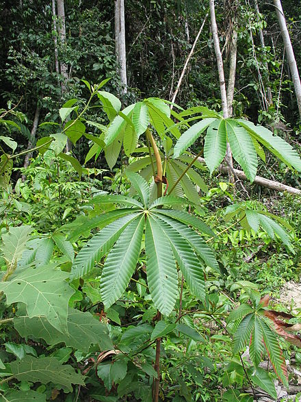 Forest gap. Цекропия. Цекропии (Cecropia). Cecropia дерево. Геплофора цекропия.