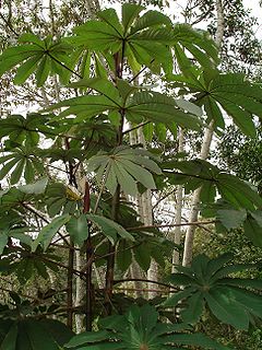 <i>Cecropia</i> genus of plants