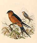 Thumbnail for Sri Lanka swallow