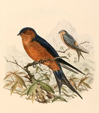 <span class="mw-page-title-main">Sri Lanka swallow</span> Species of bird