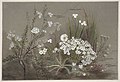 Celmisia longifolia, lingusticum aromaticum, libertia ixioides, pimelea suteri, claytonia australasica (1890s?) by Emily Cumming Harris.jpg