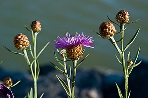 Centaurea jacea