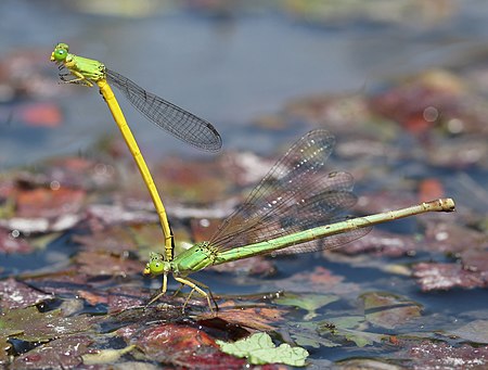 Ceriagrion melanurum