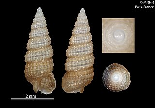 <i>Cerithiopsis morelosensis</i> Species of gastropod