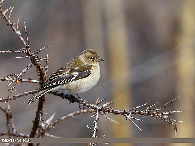 File:Chaffinch (Fringilla coelebs) (32319239925).jpg