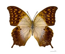 Charaxes varanes vologeses (Mâle) (face dorsale).jpg