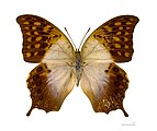 Charaxes varanes