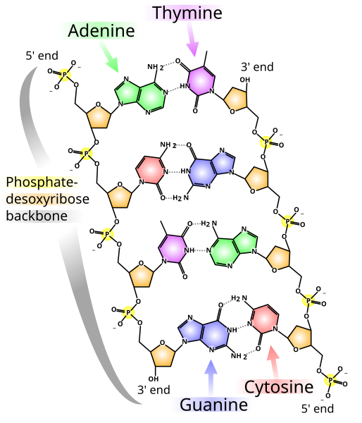 File:Chemische Struktur der DNA.svg