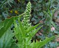 Blitum californicum