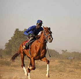 Reiter auf einem braunen Pferd in der Vegetation