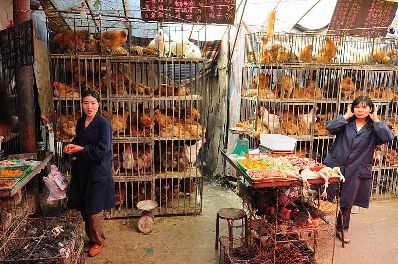 File:Chicken market in Xining, Qinghai province, China.jpg