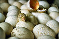 Bird eggs with hatched chick.