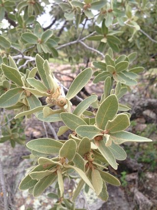 <i>Quercus chihuahuensis</i> Species of oak tree