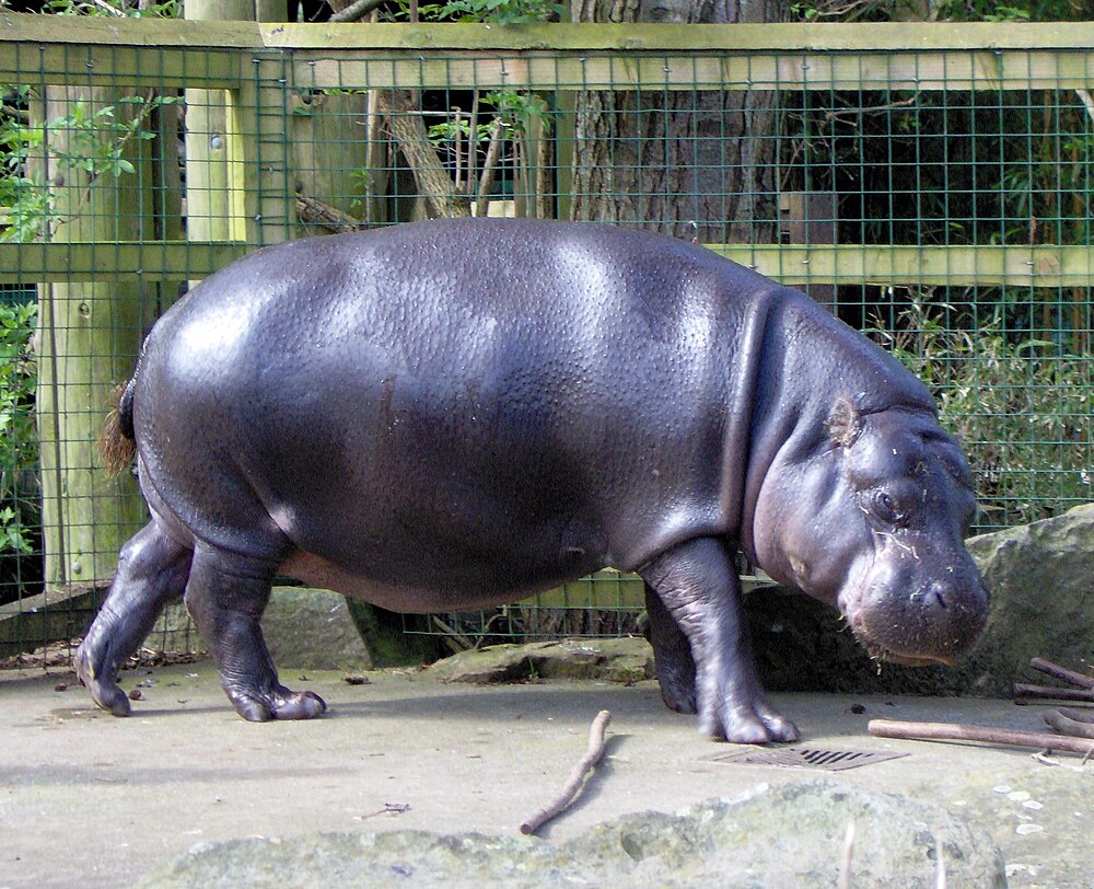The average litter size of a Pygmy hippopotamus is 1