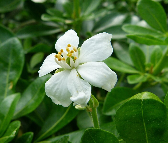 File:Choisya ternata (Flower) in Jardin des Plantes de Paris.jpg