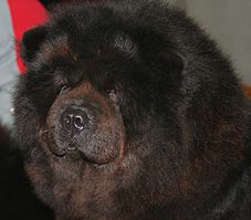 A Chow Chow with dark brown coat.