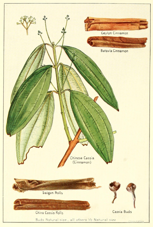 Cinnamon-cassia.png