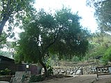 Català: Cirerer de Santa Llúcia. Parc del Castell de l'Oreneta. Sarrià-Sant Gervasi (Barcelona). ca:Prunus mahaleb. This is a a photo of a protected or outstanding tree in Catalonia, Spain, with id: MA-080193/0115-05-96 Object location 41° 23′ 54.3″ N, 2° 06′ 33.21″ E  View all coordinates using: OpenStreetMap