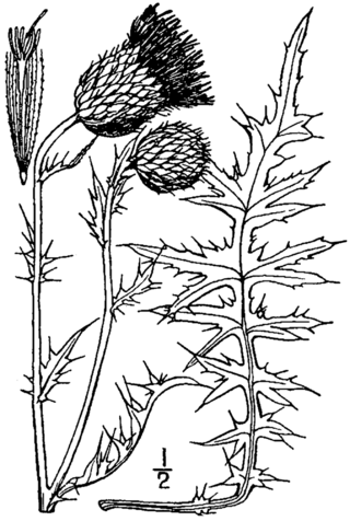 <i>Cirsium flodmanii</i> Species of thistle