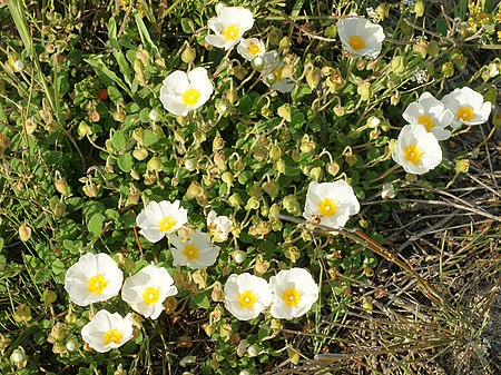 Cistus salviifolius (plant).jpg