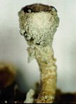 Cladonia carneola-3.jpg