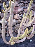 Miniatura para Pilosocereus chrysacanthus
