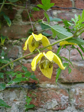 'Bill MacKenzie' (Tangutica group) Clematis Bill Mackenzie1a.UME.jpg