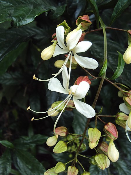 File:Clerodendrum Wallichii 06.JPG