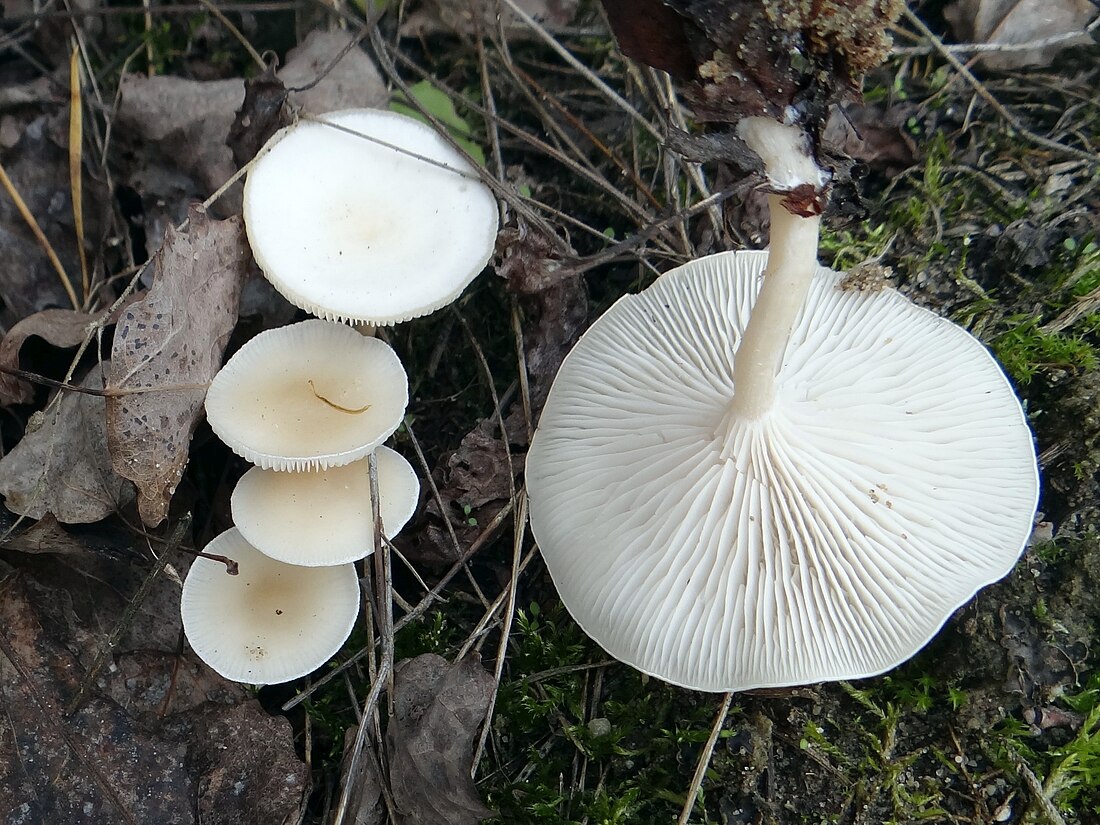 Leucocybe