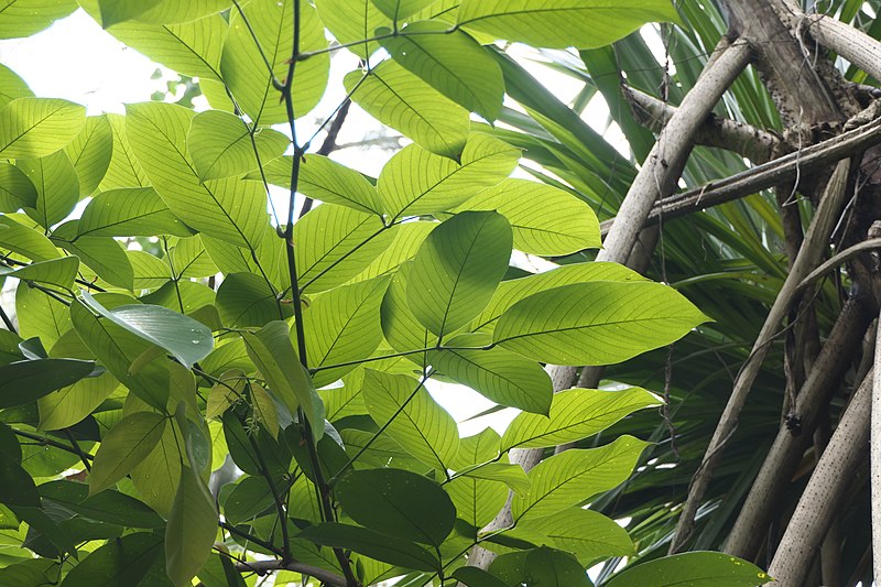 File:Clitoria arborea Benth. (51246361948).jpg