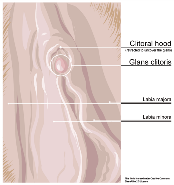 File:Clitoris outer anatomy.png