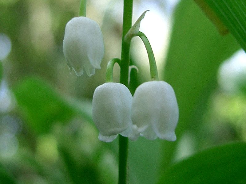 Fichier:Clochette de Muguet.jpg