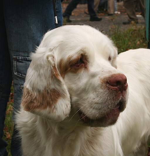 Clumber spaniel glowa rybnik-kamien ppl