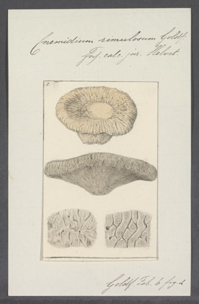 File:Cnemidium rimulosum - - Print - Iconographia Zoologica - Special Collections University of Amsterdam - UBAINV0274 112 03 0009.tif