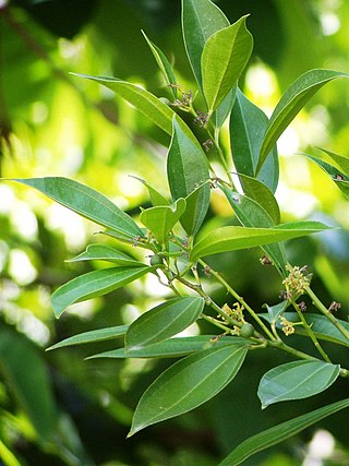 <i>Pachygone laurifolia</i> Species of flowering plant