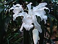 Coelogyne cristata var. hololeuca Lindl. (1821)