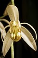 Coelogyne velutina