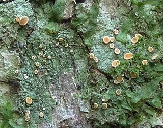 <i>Coenogonium pineti</i> Species of lichen