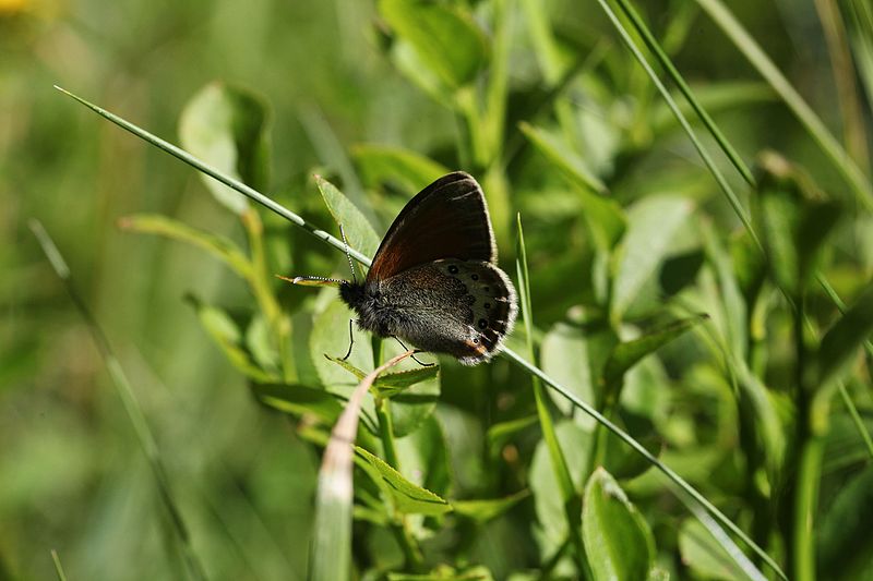 File:Coenonympha gardetta, Areches - img 44636.jpg