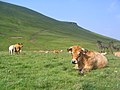 Sentiers vers le puy de la Tâche au col de la Croix-Morand