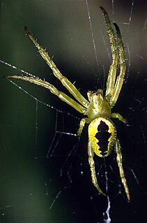 <i>Colaranea melanoviridis</i> Species of spider