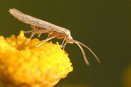 Coleophora