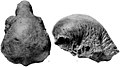 The holotype skull from multiple views Colepiocephale skull.jpg