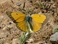 Colias croceus