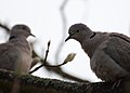 Collared Doves (5585297727).jpg
