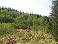 Colonised clearing - geograph.org.uk - 813269.jpg