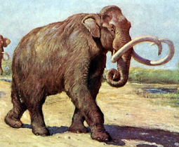 Life restoration of a herd of Mammuthus columbi, or Columbian mammoths. The extent of the fur depicted is hypothetical. Charles R. Knight (1909). Columbian mammoth cropped.png