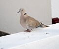 Columbidae duif A.jpg