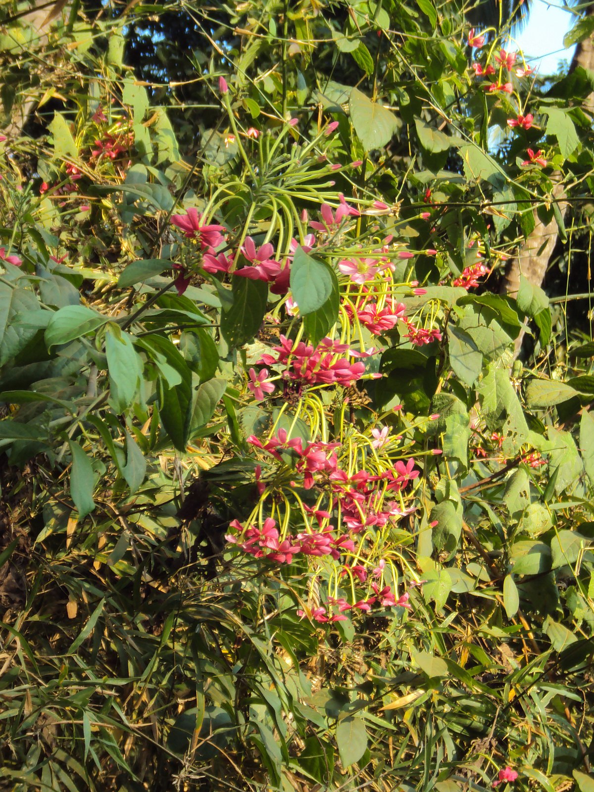 Piluki (Marathi: पिळुकी), Combretaceae (rangoon creeper fam…