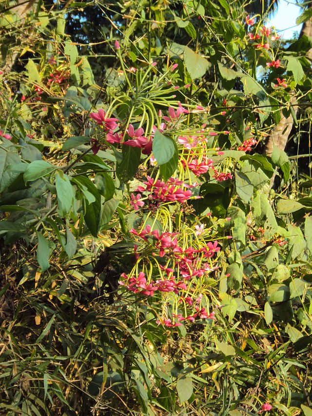 Combretum indicum - Wikipedia